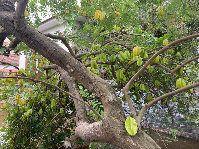 Vườn cây trái sai trĩu trịt xung quanh nhà