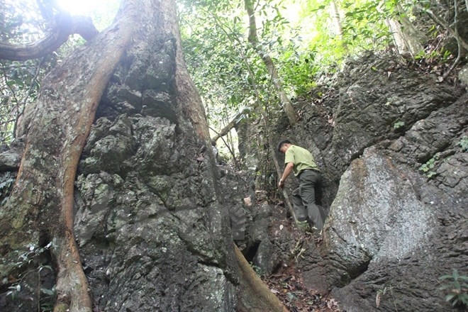 Can bộ kiểm l&acirc;m đi tuần tra rừng. (Ảnh: H.V/Vietnam+)