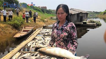 14 tấn cá lồng của hơn 20 hộ dân tại Thành Vinh, Thạch Cẩm đã chết do ô nhiễm, khiến nhiều gia đình rơi vào cảnh nợ nần. (Ảnh: A.Thắng)