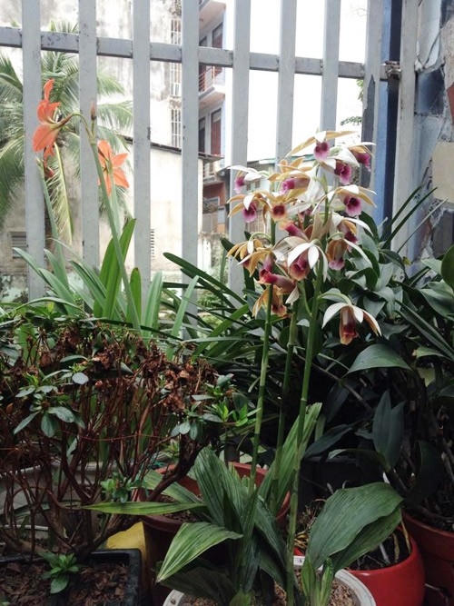 Hoa phong lan, hoa loa kèn rực rỡ một góc sân.