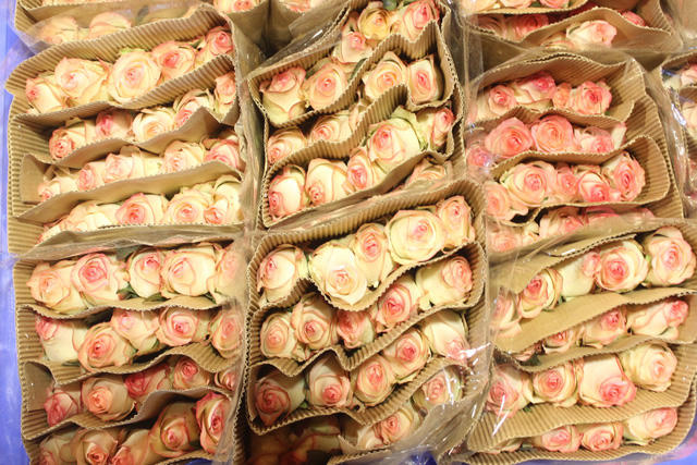 Hồng C&ocirc;n Minh.