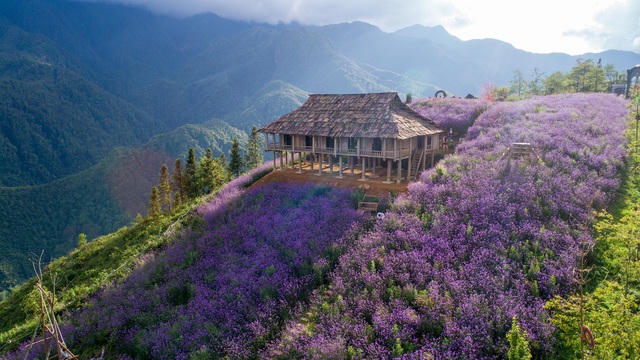 Cả một sườn đồi ở Sa Pa phủ tím sắc tím của mã tiền thảo. 