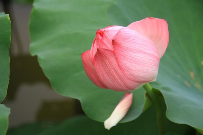 Thiếu nữ H&agrave; Th&agrave;nh