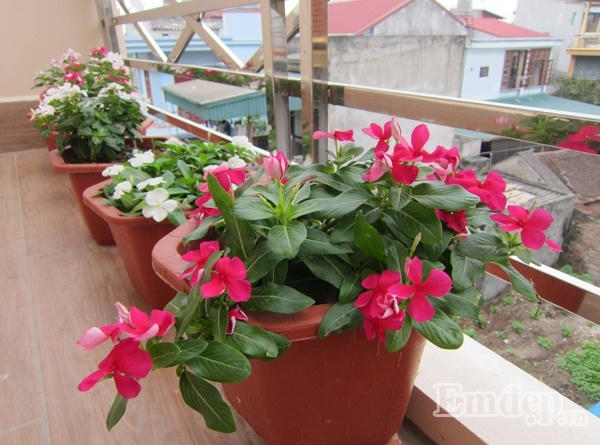 Ngỡ ngàng với vườn rau quả và bầy gà trên “nóc nhà” của bà mẹ Hà Nội