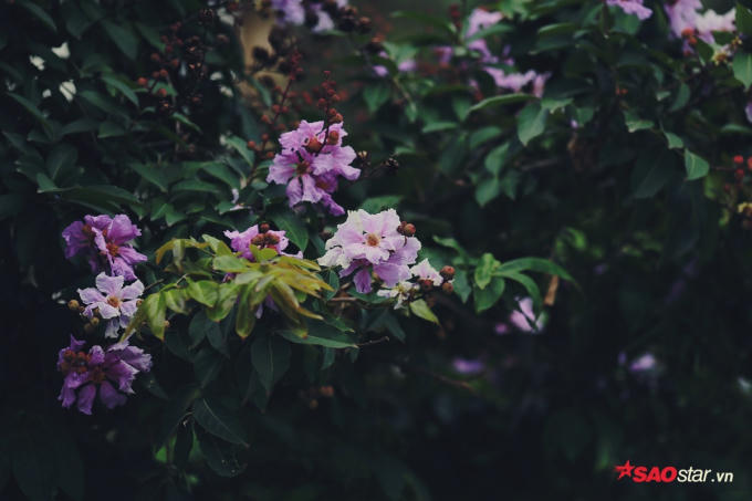 Cây bằng lăng được trồng trên rất nhiều tuyến phố của Hà Nội như: Trần Thái Tông, Nguyễn Chí Thanh, Huỳnh Thúc Kháng, Trần Duy Hưng, Kim Mã… Bên những con đường nhỏ lặng yên, bằng lăng tím khiến con đường vốn đã thơ mộng, giờ lại càng trở nên lãng mạn hơn.