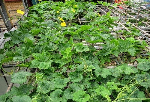 &Ocirc;ng nội 70 tuổi m&aacute;t tay trồng đủ loại rau sạch, đu đủ trong th&ugrave;ng xốp