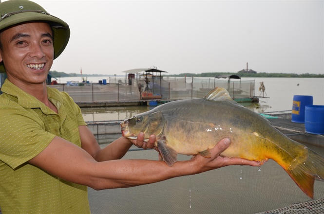 Phan Đình Hùng bên giống cá lạ