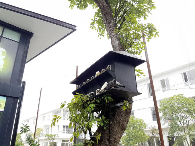 “Ngôi nhà” xinh xắn này là nơi cư ngụ chung của những chú bồ câu thân thiện với con người.