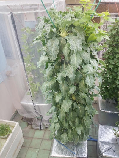 Ngỡ ng&agrave;ng vườn rau sạch đẹp như c&acirc;y cảnh