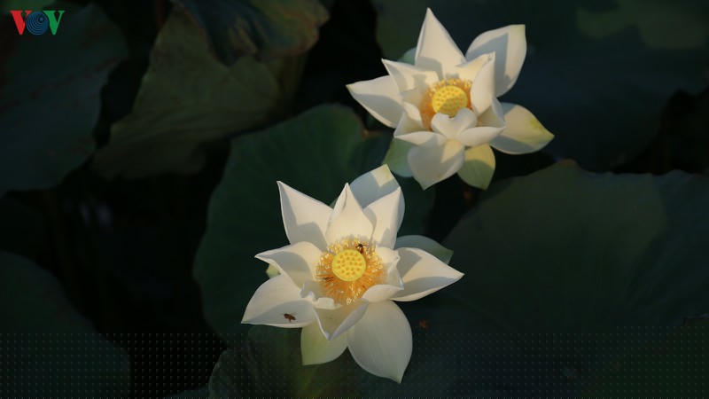 chu dam sen trang thu tien trieu moi ngay hinh 10