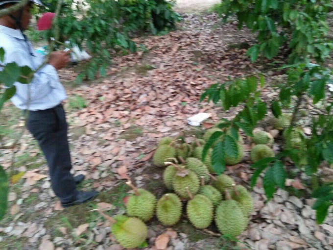 Sầu riêng nhà anh Linh bị anh Lượng hái trộm