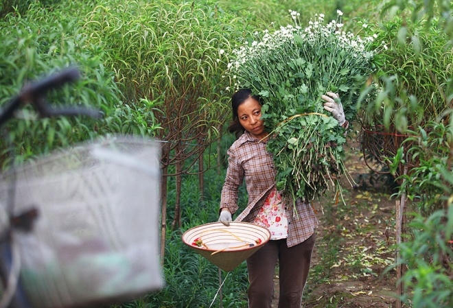 Người dân trồng hoa tại Nhật Tân thường trồng xen kẽ cúc họa mi cạnh những luống hoa đào thẳng tắp để tận dụng đất trống.