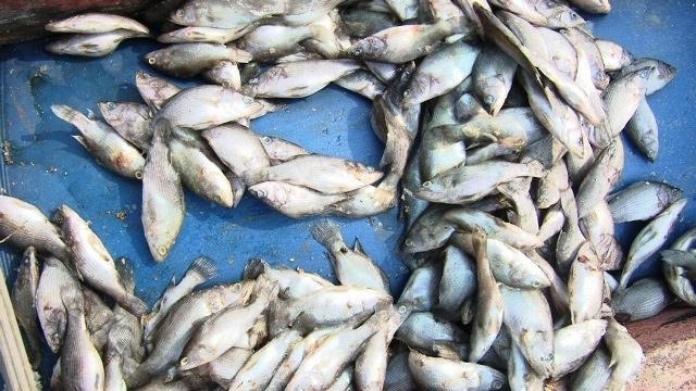 Cá chết đầy các lồng, bè ven biển Vũng Áng, Hà Tĩnh trong những ngày vừa qua.