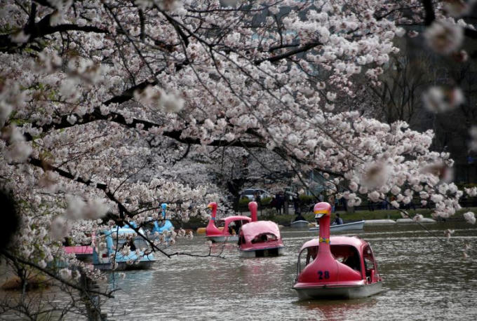 Du khách đi thuyền dưới những tán anh đào tại công viên Ueno ở Tokyo.