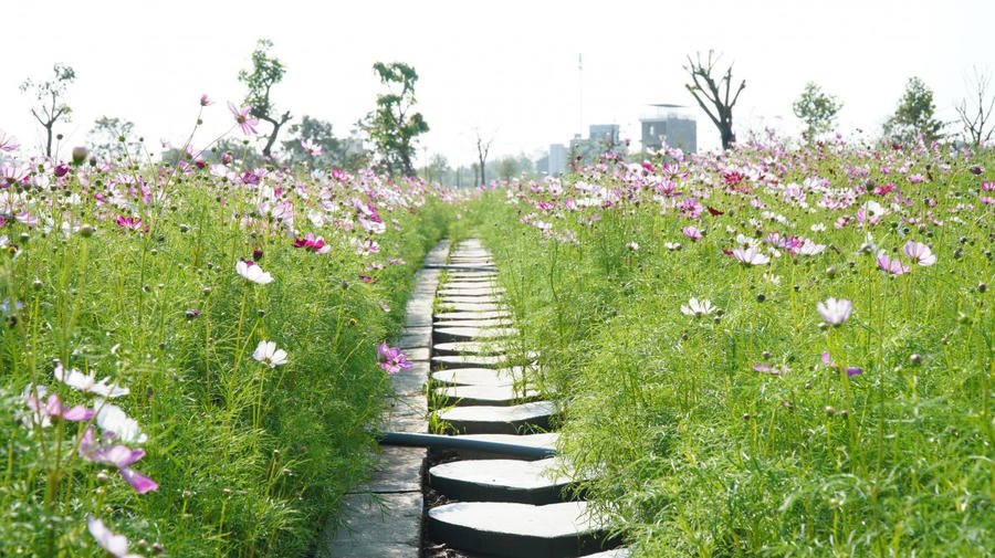 Lối đi giữa vườn hoa được lát bằng hàng nghìn viên gạch hình trái tim, tạo thuận tiện cho người dân tham quan mà không làm ảnh hưởng đến hoa.