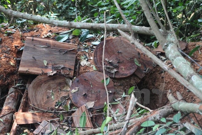 C&acirc;y gỗ nghiến bị l&acirc;m tặc đốn hạ c&ograve;n nguy&ecirc;n lớp m&ugrave;n cưa đỏ au. (Ảnh: H.V/Vietnam+)