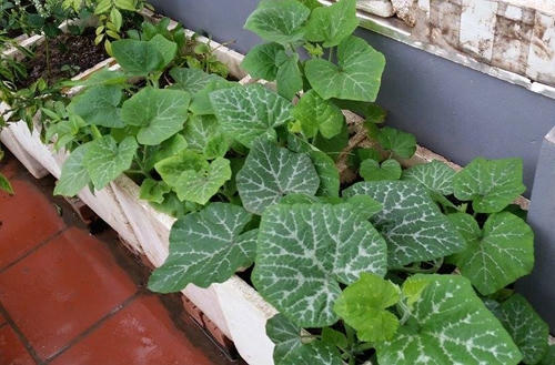 Trồng rau sạch trên sân thượng tầng 4 cực nhất là khoản kiếm đất và vận chuyển.
