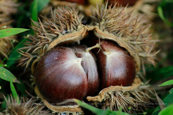 Lễ hội Du lịch Thác Bản Giốc: Du khách sẽ được tham quan