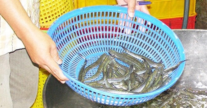 Ảnh minh họa.