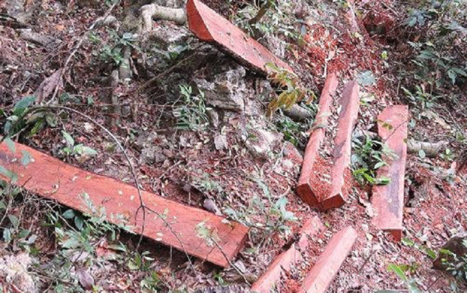 Mức phạt trong lĩnh vực lâm nghiệp có thể lên đến 1 tỷ đồng (ảnh minh họa).