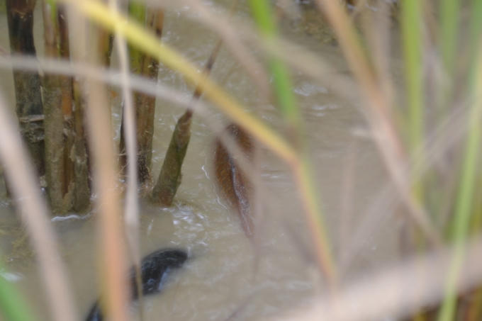 Cá chép ruộng được thả khi lúa mới bắt đầu được cấy xuống, một con cá trung bình chỉ nặng 200g.