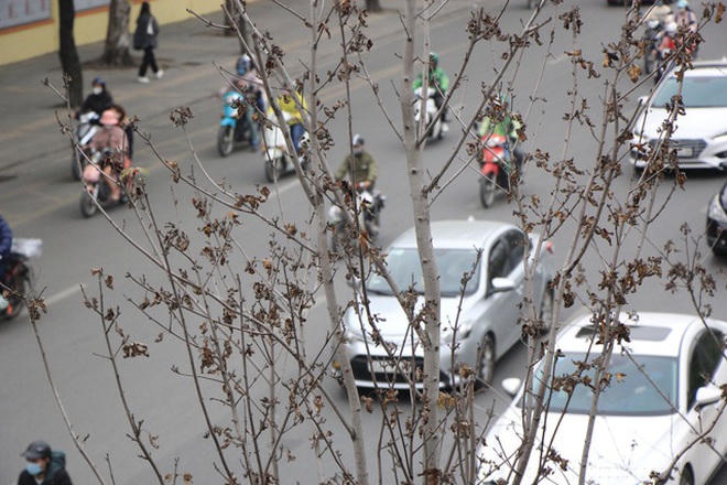 Trước đó, ngày 24/12/2020, qua ghi nhận của PV Dân trí, hàng cây phong lá đỏ trên tuyến đường Trần Duy Hưng, Nguyễn Chí Thanh bị héo úa, nhiều cây bị nứt toác và chết khô.