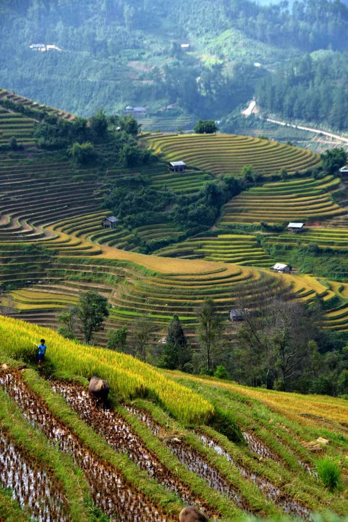 Một phần những thửa ruộng lúa chín ở xã La Pán Tẩn đã được gặt sớm .