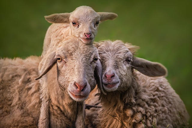 Bức “Chân dung gia đình” - Tác giả @abdulmomin (Bangladesh)
