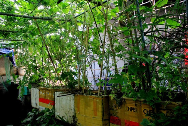 Tận dụng những thùng xốp, bà toàn trồng rau theo mùa.