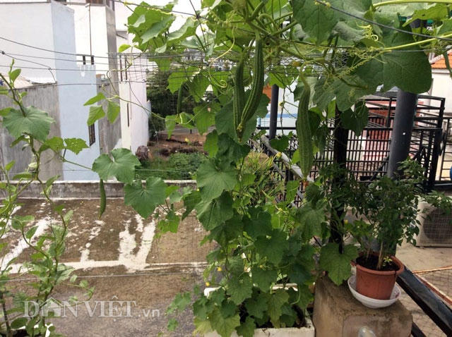 Chị Trang tận dụng từng khoảng trống trên cao để có thể trồng được nhiều loại cây