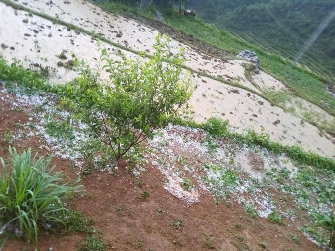 Mưa đá trắng xóa nơi canh tác của người dân xã Nậm Ban.