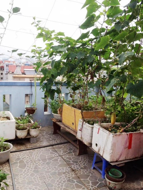 Giàn cho dưa chuột leo do hai vợ chồng anh tự tay đan bằng dây thép