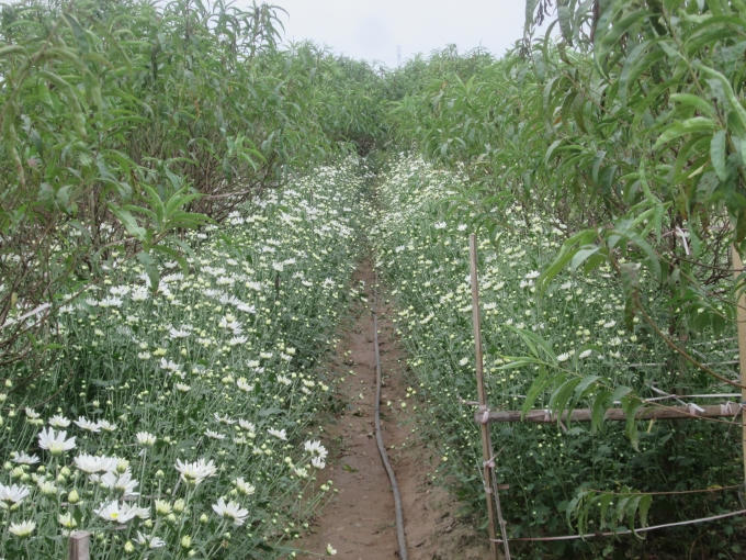 Những bông cúc được trồng xen kẽ với những gốc đào tại một vườn hoa ở Nhật Tân                Khắp các tuyến phố đều thấy ngập tràn loại hoa này.              Những bông cúc này được bán với giá 30.000 vnd một bó nhỏ và 80.000 vnd một bó to.