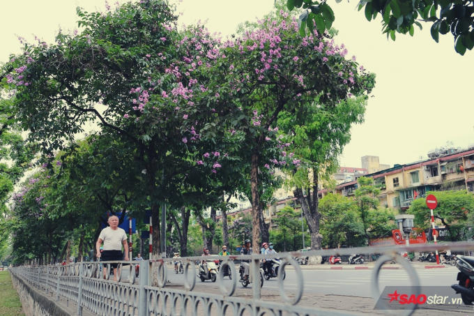 Hoa băng lăng nở rộ trên phố Kim Mã.