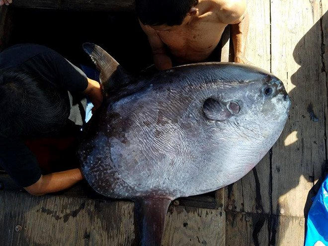 Con cá nặng hơn 32kg câu được ở vùng biển ngoài khơi Thừa Thiên - Huế.