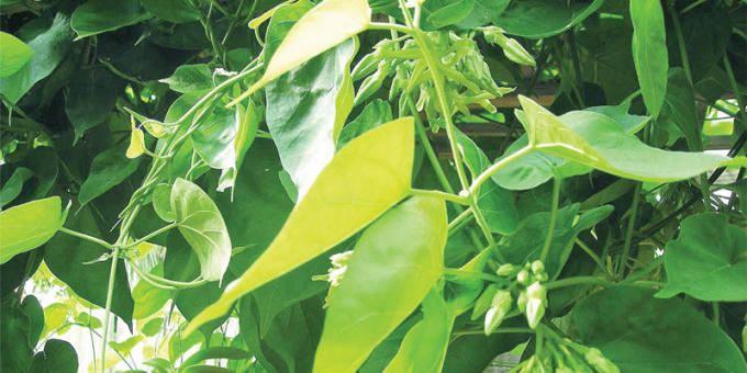 Thiên lý có tính lành, giải nhiệt từ bên trong cơ thể