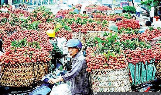 Vải thiều Lục Ngạn. Ảnh minh họa.