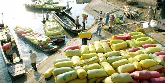 Thu mua khó khăn do tình trạng hạn hán, xâm nhập mặn, doanh nghiệp xuất khẩu gạo đang thua lỗ nặng.