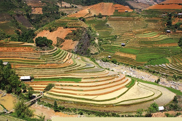 Mu Cang Chai mua nuoc do: Buc bich hoa giua dai ngan Tay Bac hinh anh 2