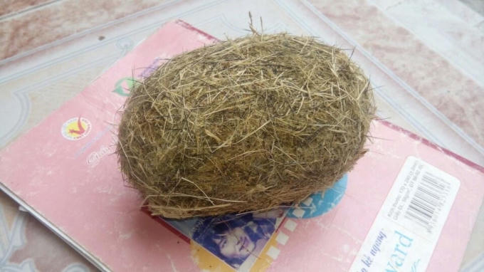 Sau đó gia đình ông Đông đã phơi khô và bảo quản cận trọng, nhưng vẫn chưa bán được vật thể được cho là cát lợn quý hiếm này.