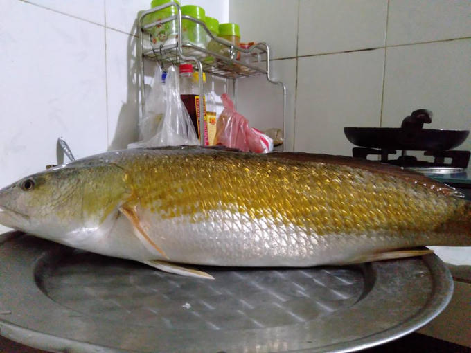 Con cá nghi là sủ vàng quý hiếm được ngư dân bắt được khi đi thả câu.