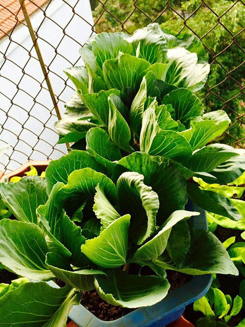 Từng lá cải bắt đầu cuốn lá để tạo thành chiếc bắp cải to bự