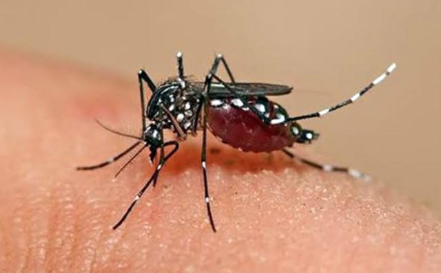 Theo đại diện Văn phòng WHO tại Hà Nội cho biết, virus Zika tấn công thai phụ trong giai đoạn nào vẫn đang nghiên cứu. (Ảnh minh họa).