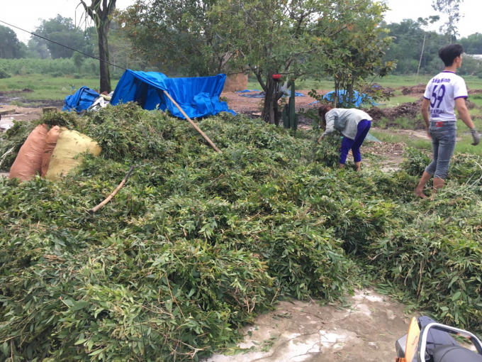 Nguyên liệu để sản xuất tinh dầu Tràm nguyên chất.