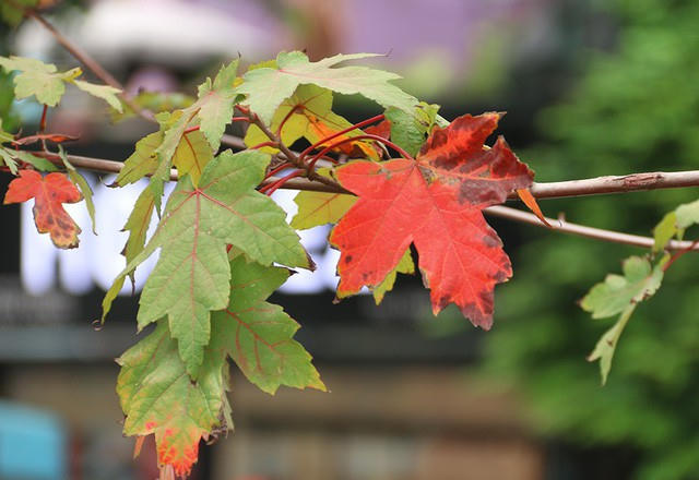 Loài cây này có nguồn gốc từ Châu Á sau đó được di thực sang một số vùng có khí hậu ôn đới ở các châu lục khác. Tại Châu Á, Hàn Quốc, Nhật Bản… là những nước nổi tiếng với những con đường phong lá đỏ đẹp nên thơ, thu hút rất đông khách du lịch đến thưởng ngoạn.