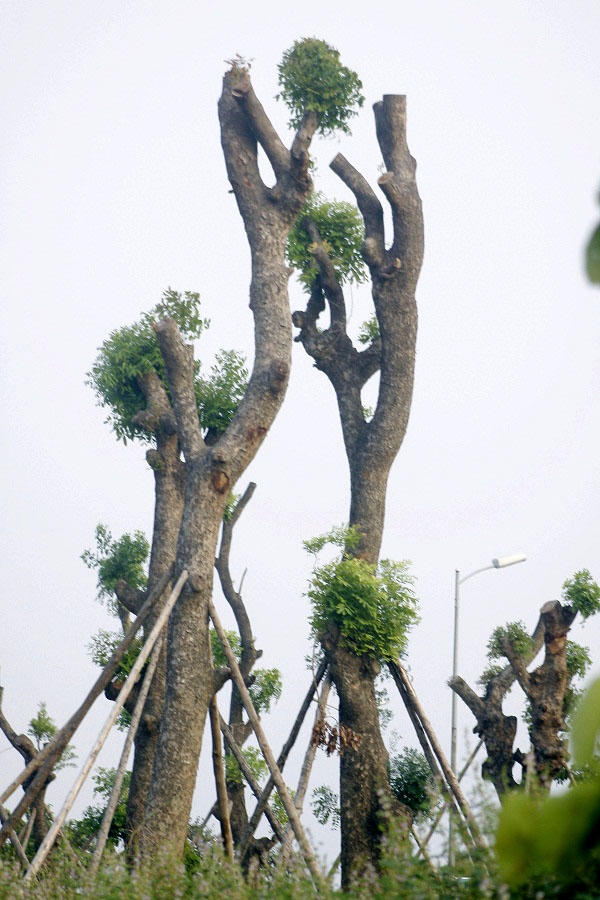 Phần lớn các cây đều xanh tốt và phát triển.
