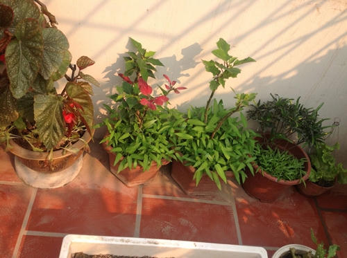 Rau muống được kết hợp với các loài cây cao.