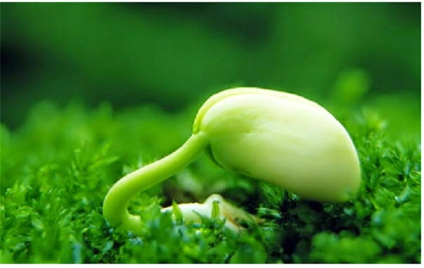 Mầm đậu nành rất tốt cho phụ nữ.