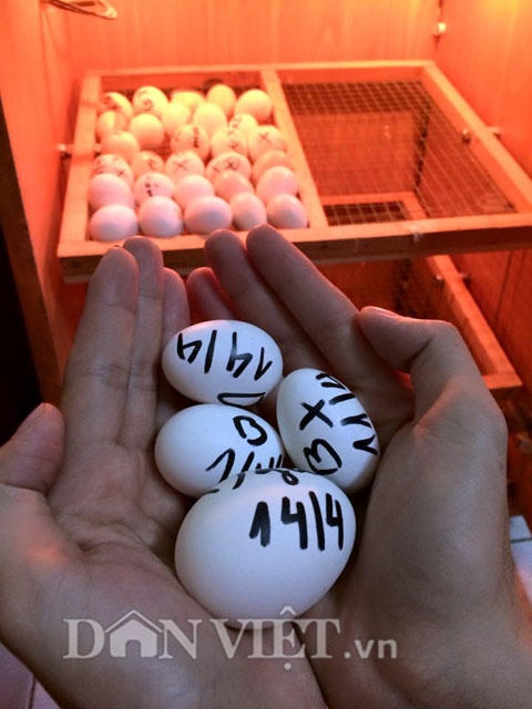 Chăm rau tới 2 giờ s&aacute;ng, 9X bị tiếng &ldquo;y&ecirc;u rau hơn chồng&rdquo;