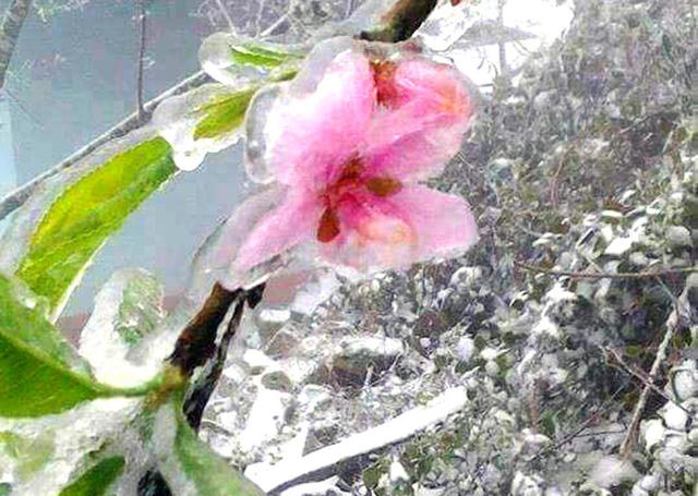 Một cành hoa đào hoá đá